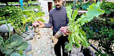 إنتاج الخضراوات فوق أسطح المنازل بقرية نجع عون
