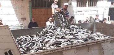 حملات مكبرة على الأسواق فى البحيرة لضبط الأسماك النافقة