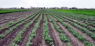 زراعات البطاطس فى شمال مصر