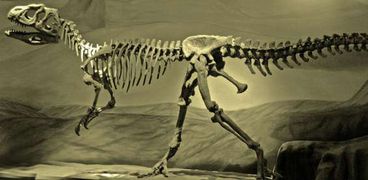 اكتشاف حفريات غريبة وبيض ديناصورات