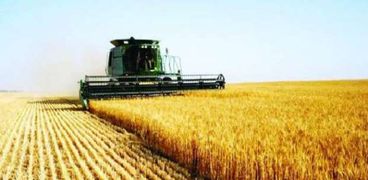 أسعار القمح تتراجع 4%.. والمحصول الأوكراني يفقد 13 دولار للطن