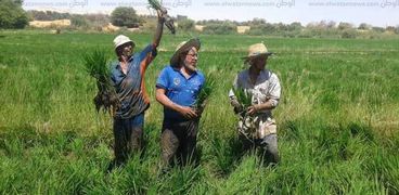 مزارعون أثناء حصاد الأرز