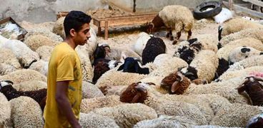 خراف العيد - صورة أرشيفية