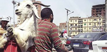 «منصور» مصطحباً «سوزى» فى كل مكان.. حتى فوق دراجته النارية