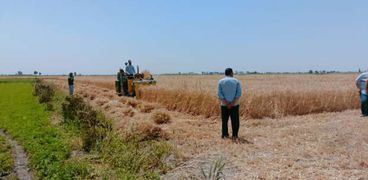 حصاد القمح جنوب بورسعيد