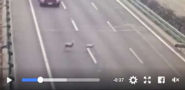 صورة من مقطع فيديو حادث الطريق الذي تسبب فيه الأغنام