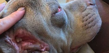 مشهد صادم.. كلب لديه فم إضافي بأسنان في أذنه