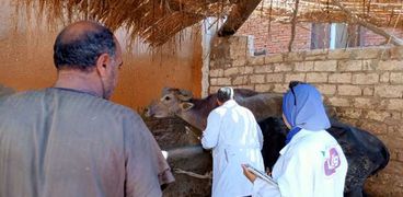 حملات بيطرية لتحصين الماشية في كفر الشيخ