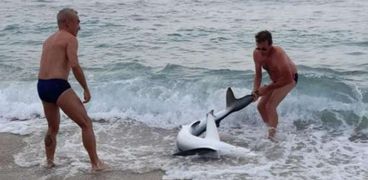 مواطنون يسحبون سمكة قرش إلى الشاطئ فى إيطاليا
