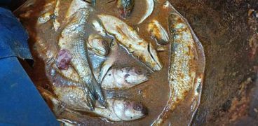 ضبط أسماك غير صالحة في كفر الشيخ