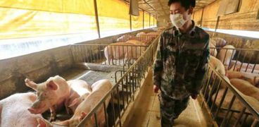 تربة الخنازير في أحد المقاطعات في الصين