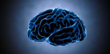 الدراسات أوجدت سبب الاختلاف بين مخ الإنسان ومخ القرود