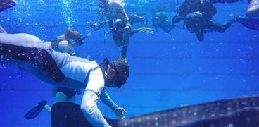 الإنقاذ البحري تحذر من تعرض القرش الحوتي لمضايقات الغواصين