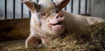 ألمانيا تتحرك بشأن تربية الخنازير