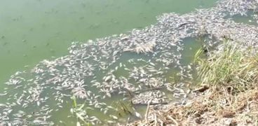 نفوق الأسماك في نهر العز بالعراق
