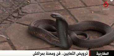 ترويض الثعابين في المغرب