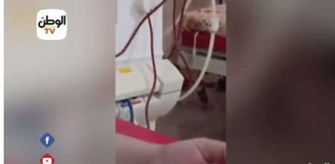 رصد قطط في مستشفى شبين القناطر