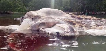 جثة ضخمة لكائن "غامض" تثير الحيرة في إندونيسيا