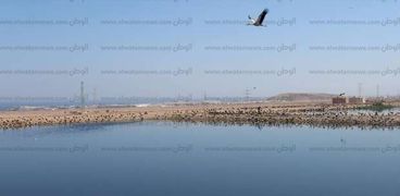إنشاء محطة لمعالجة مياه بحيرات الأكسدة في شرم الشيخ