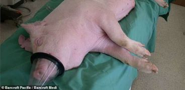 الخنزير الذي سيتم أخذ كليته لزرعها في جسد مريض في بريطانيا