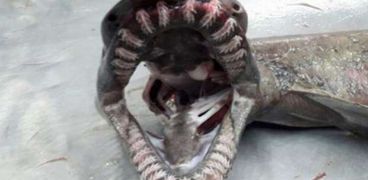 سمكة قرش نادرة مرعبة لها 300 سن
