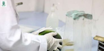 تحليل عينات البطيخ في المعمل المركزي لمتبقيات المبيدات