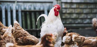 صناعة الدواجن في اليابان تعاني مجدداً بسبب انتشار أنفلونزا الطيور