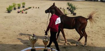 إنطلاق فاعليات اليوم الأول لمهرجان الخيول العربية في شبين الكوم بمشاركة 125 حصان