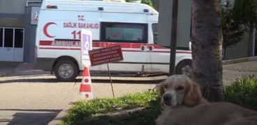 كلب ينتظر صاحب أمام المستشفى