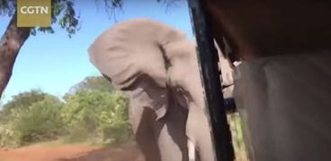 شهد مرعب.. قطيع من الفيلة يهاجم سارة سياح