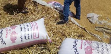 حصاد الفول والقمح بكلية زراعة كفر الشيخ وسط اجراءات احترازية