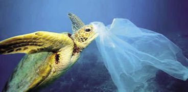 الأكياس البلاستيكية تدمر الحياة البحرية