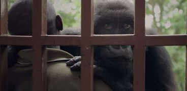 مشهد من الوثائقي Virunga