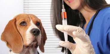 تطعيم الكلاب من السعار