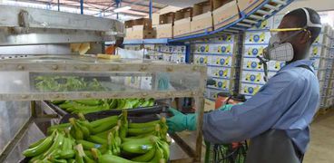 إعداد الموز للتصدير في كوت ديفوار