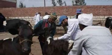 تحصين 46665 رأس ماشية ضد مرض الحمى القلاعية بالبحيرة