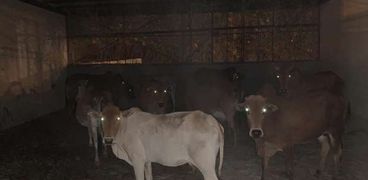 الأبقار التي تسببت في إتلاف إحدى الحدائق