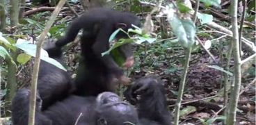 بالفيديو| شمبانزي يلاعب صغيره كالبشر تماما!