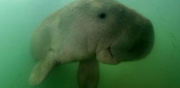 حيوان بقر البحر المهدد بالانقراض