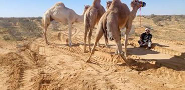 جانب من النياق المشاركة بمهرجان الهجن في العلمين