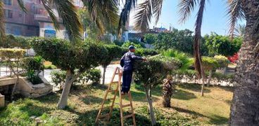 زراعة أشجار في كفر الشيخ