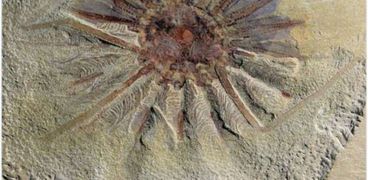 العثور على وحش بحري عمره 520 مليون عام بالصين