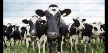 انطلاق الحملة القومية الثانية لتحصين الماشية ضد الحمى القلاعية بالفيوم