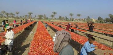 صورة لتجميع محصول الطماطم