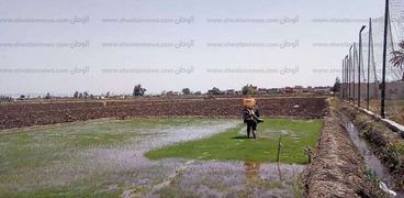 ازالة مشتال ارز مخالفة بكفر الشيخ