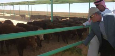 بالصور| محافظ جنوب سيناء يتفقد مزرعة تسمين العجول بالطور