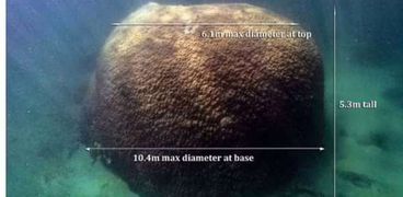 اكتشاف أكبر هيكل شعاب مرجانية