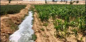 محاصيل تم ريها بمياه الصرف في سوهاج