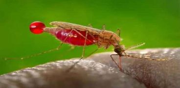 بعوضة «الأنوفيليس» التي تسبب في انتشار الملاريا