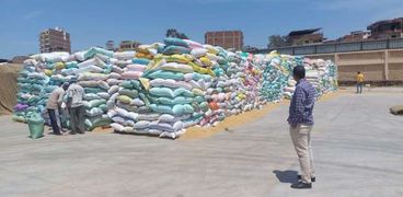 صورة القمح في محافظة كفر الشيخ